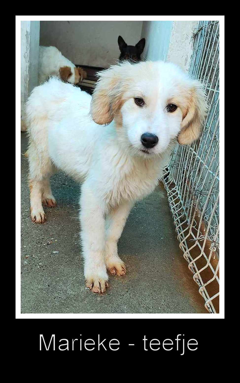 MARIEKE *** ADOPTED ***