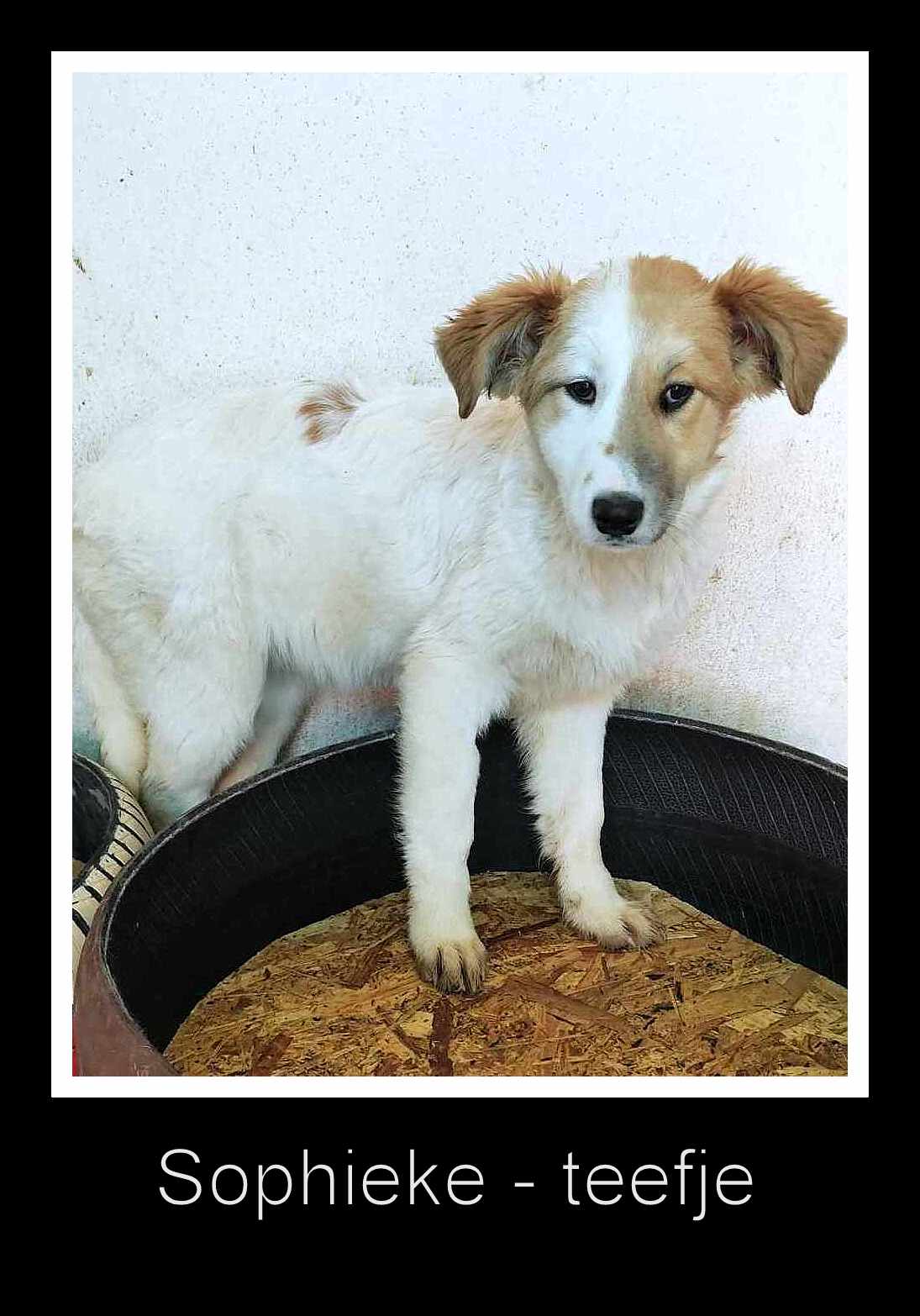 SOPHIEKE *** ADOPTED ***