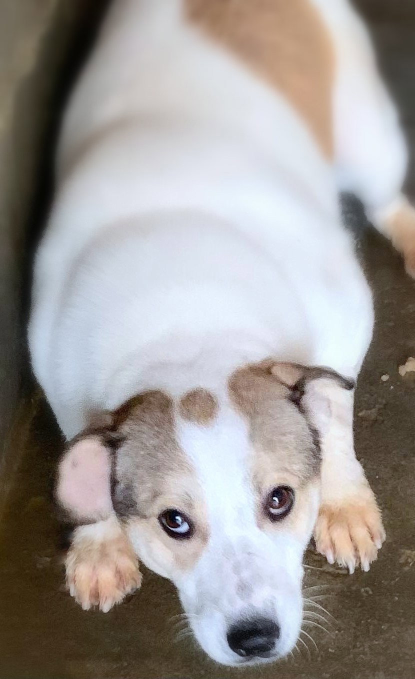 *** ADOPTED ***