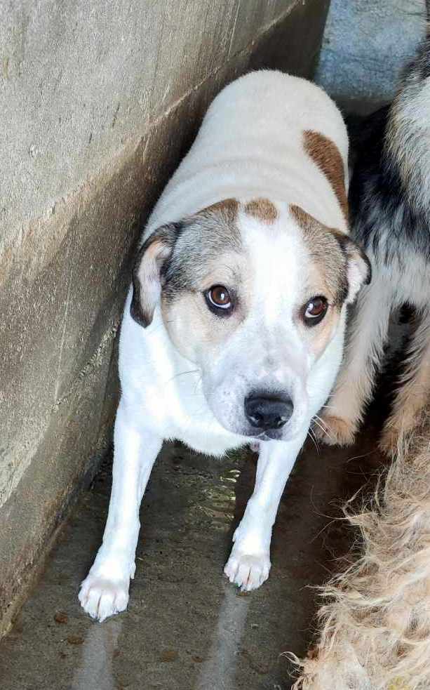 *** ADOPTED ***