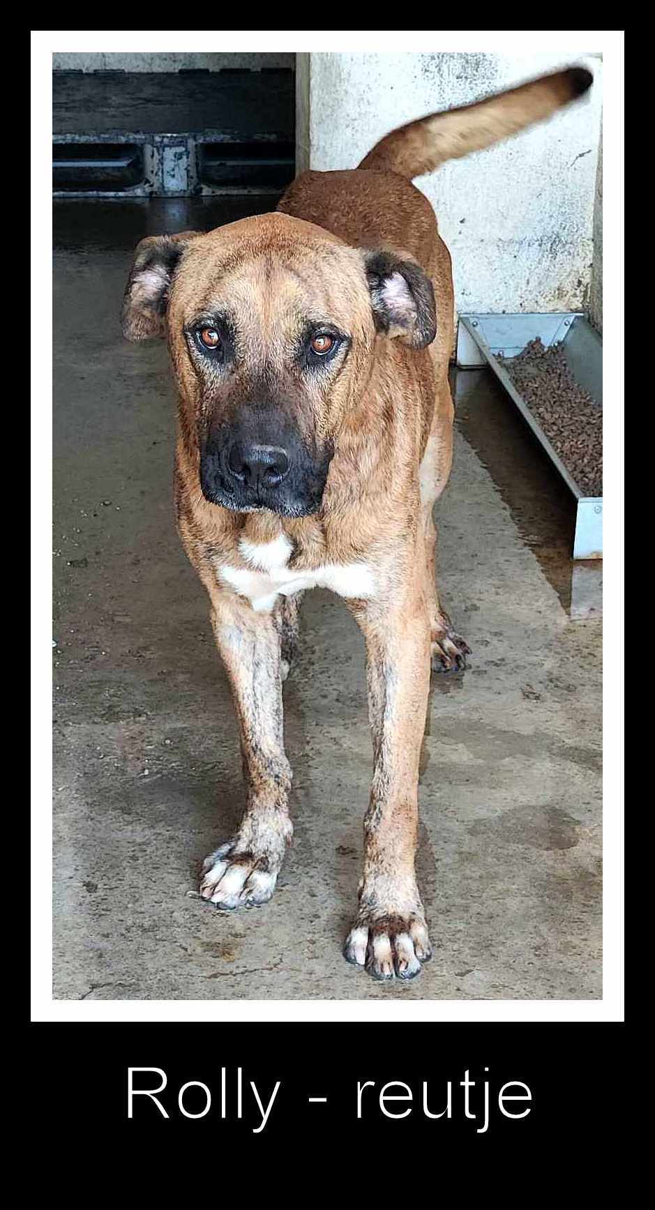 ROLLY *** ADOPTED ***