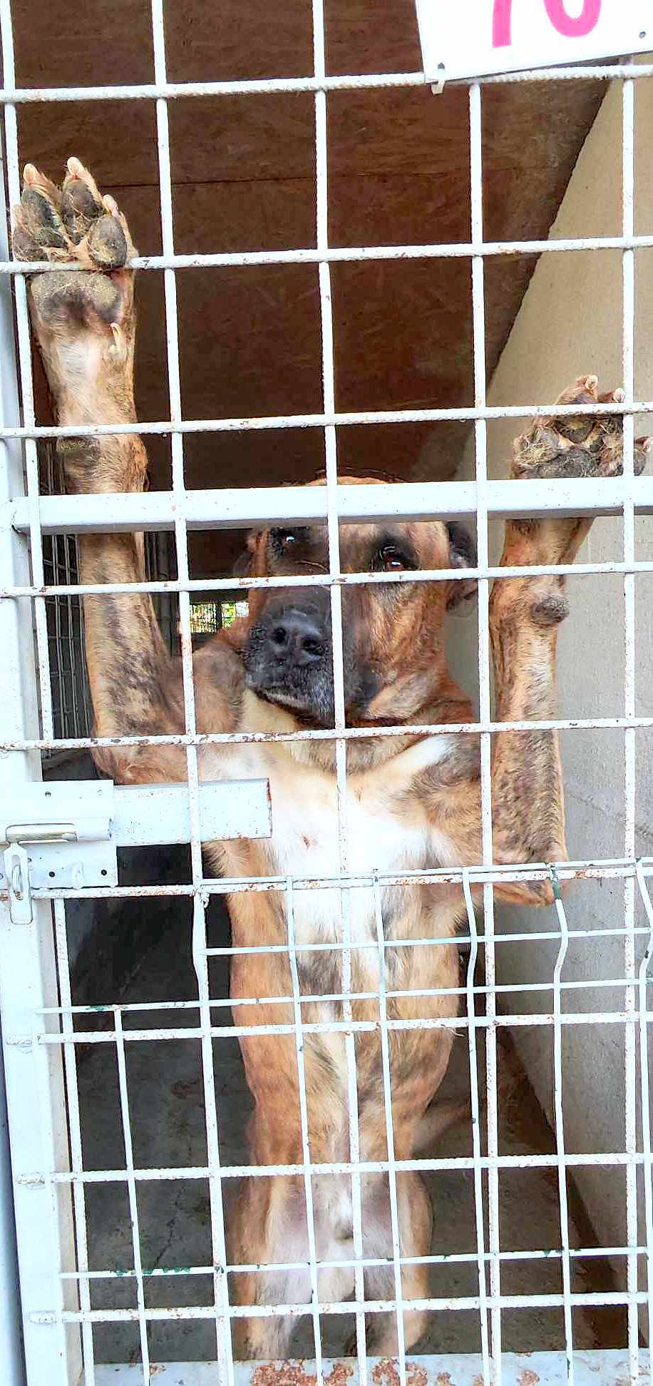 ROLLY *** ADOPTED ***