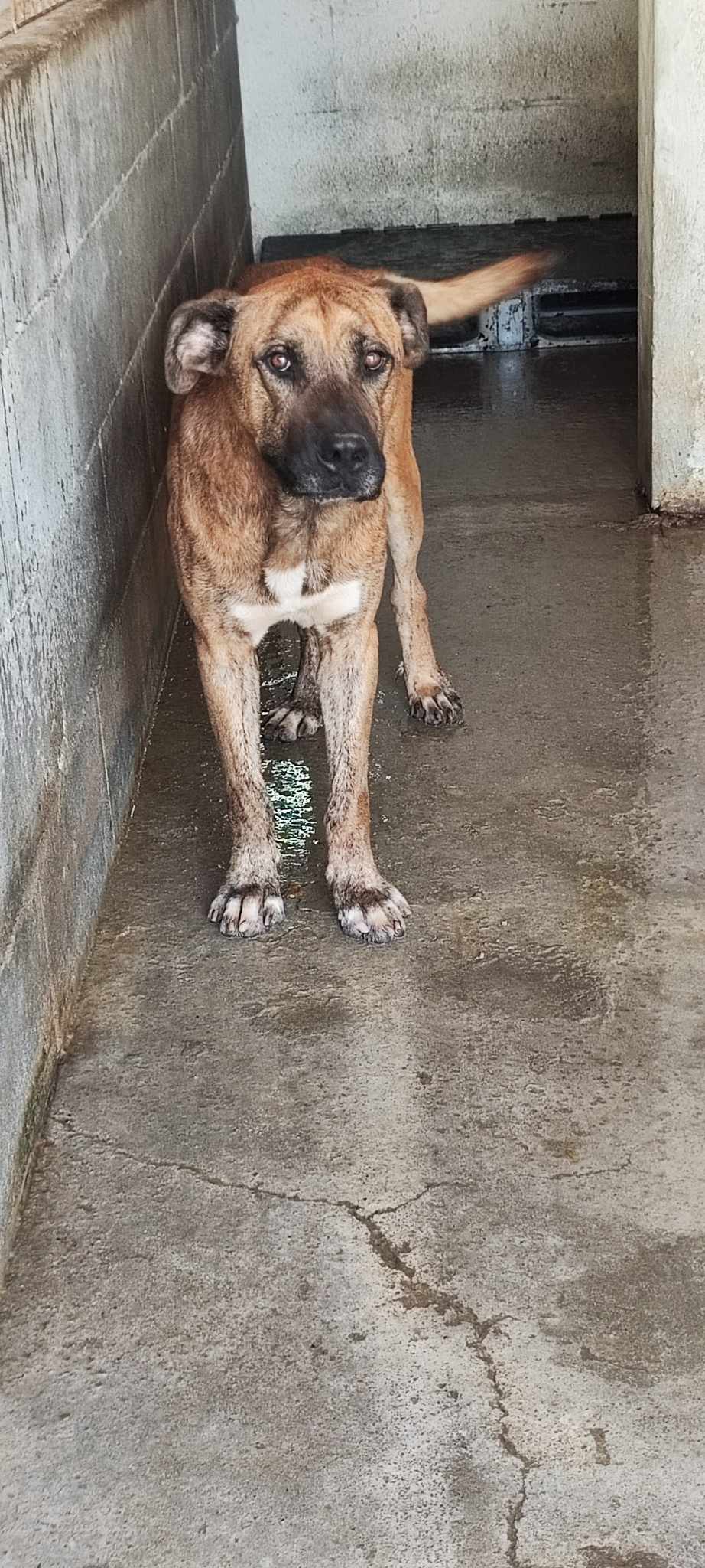 ROLLY *** ADOPTED ***