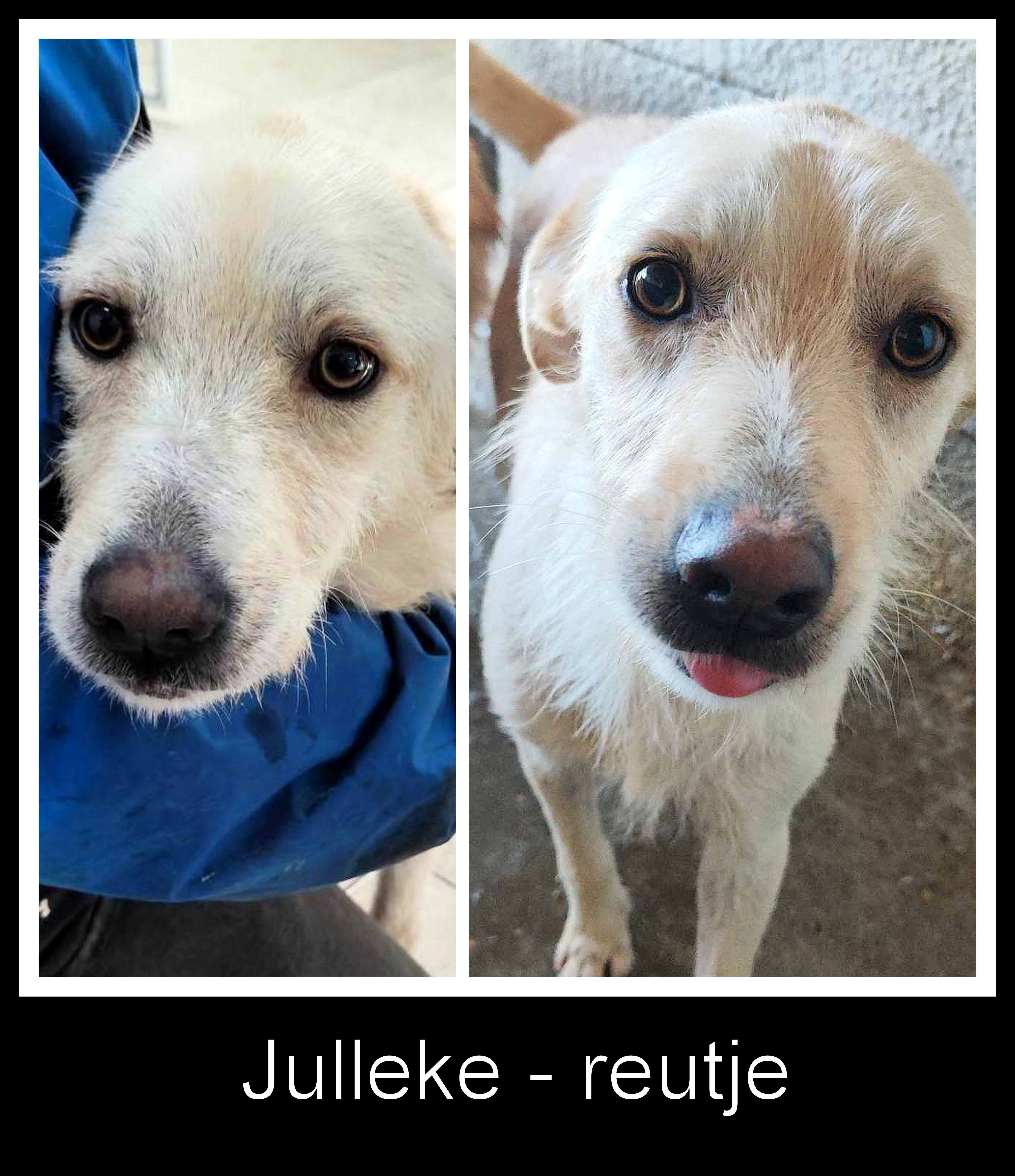 JULLEKE *** ADOPTED IN UK ***