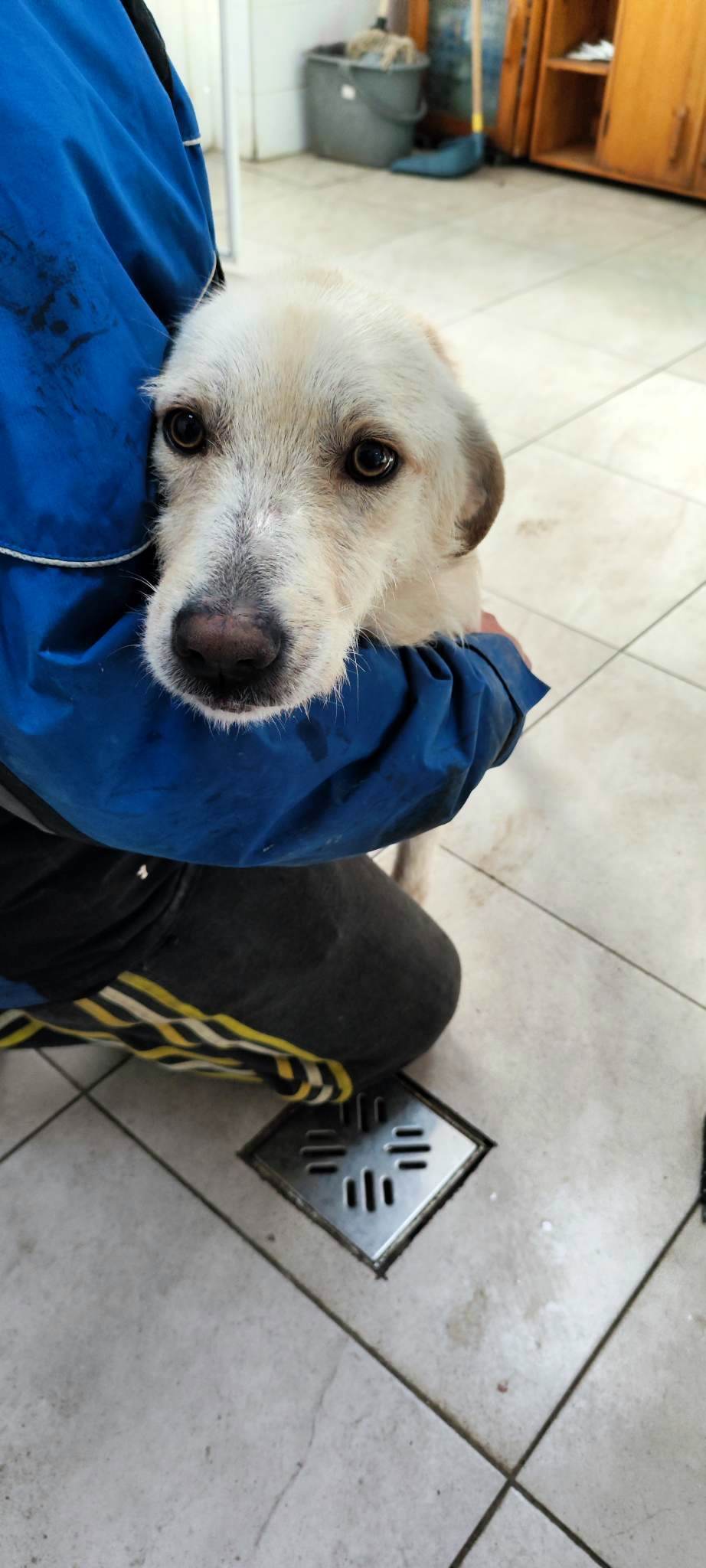 JULLEKE *** ADOPTED IN UK ***