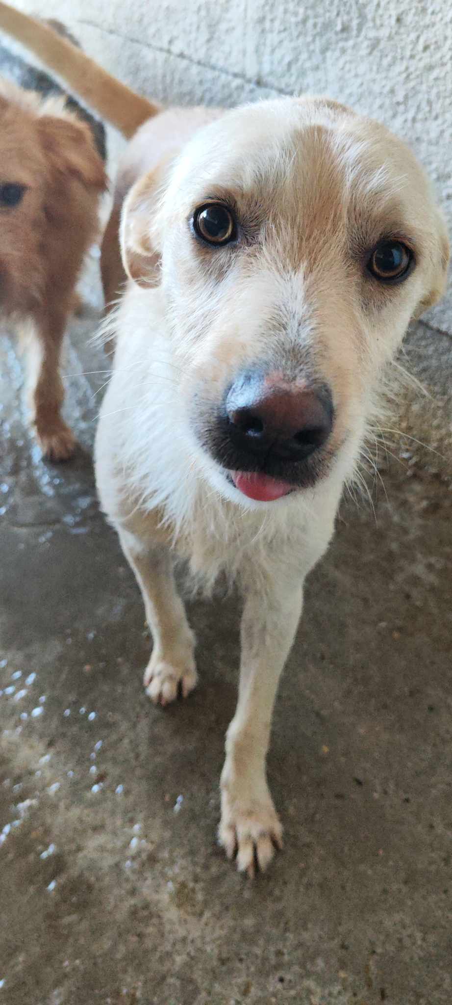 JULLEKE *** ADOPTED IN UK ***