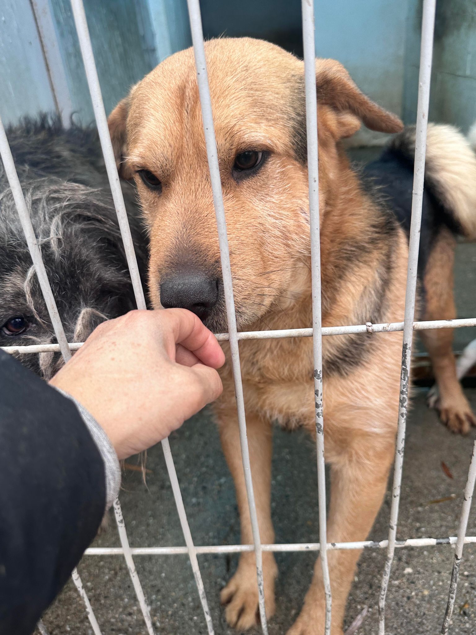 *** ADOPTED *** CAMIEL (CAMILLEKE )