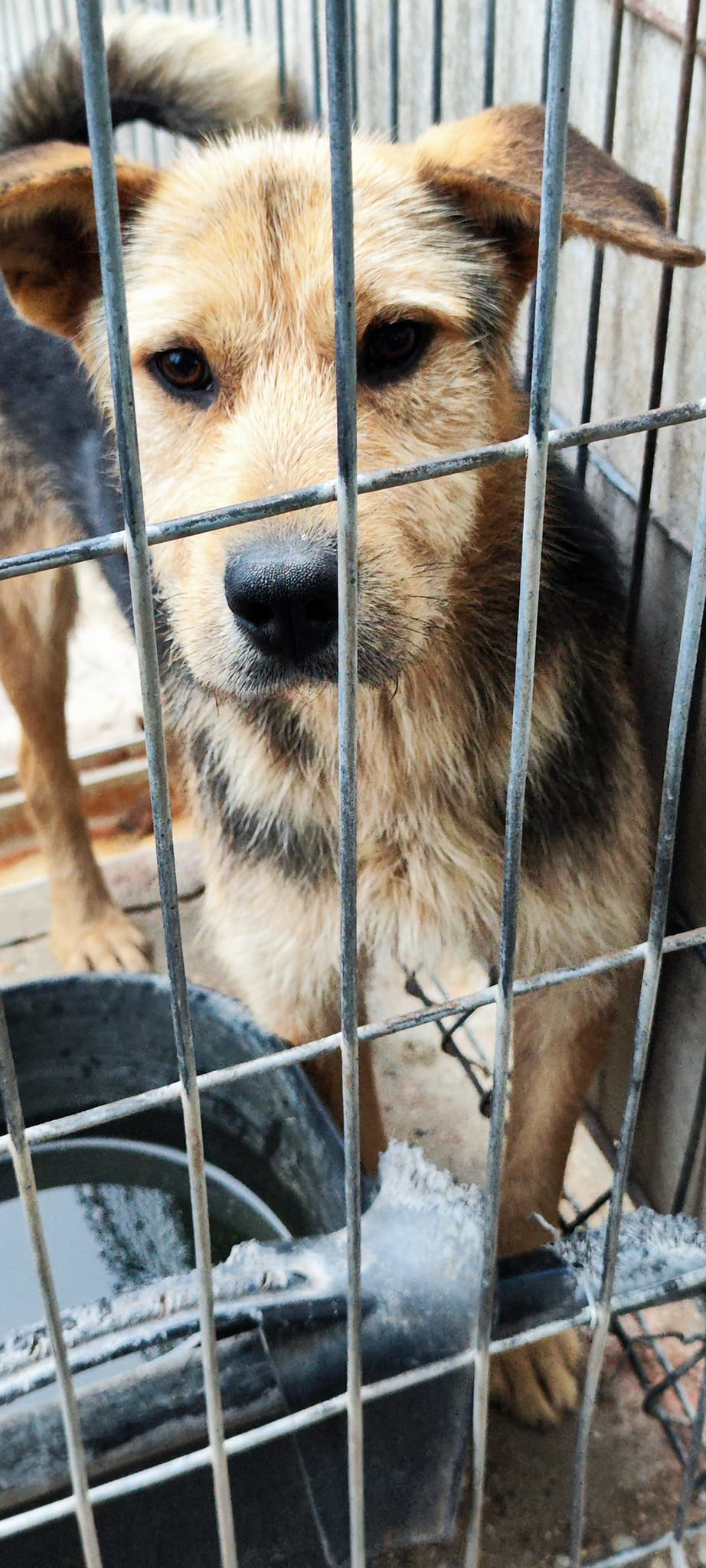 *** ADOPTED *** CAMIEL (CAMILLEKE )