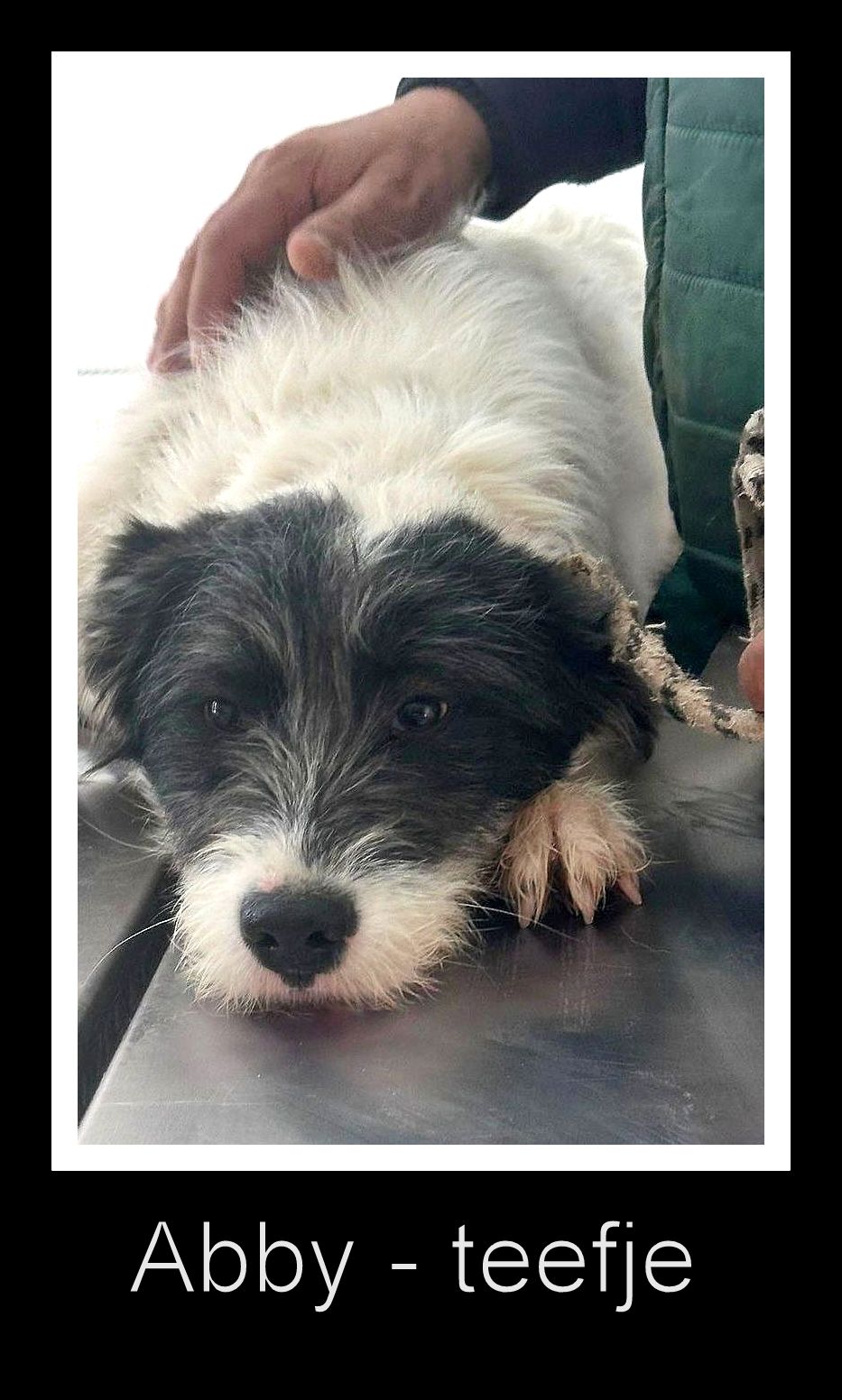 ABBY *** ADOPTED IN UK ***