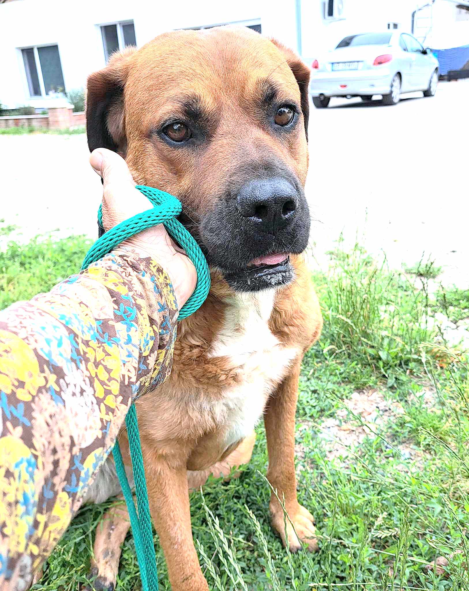 HONEY **** ADOPTED ***