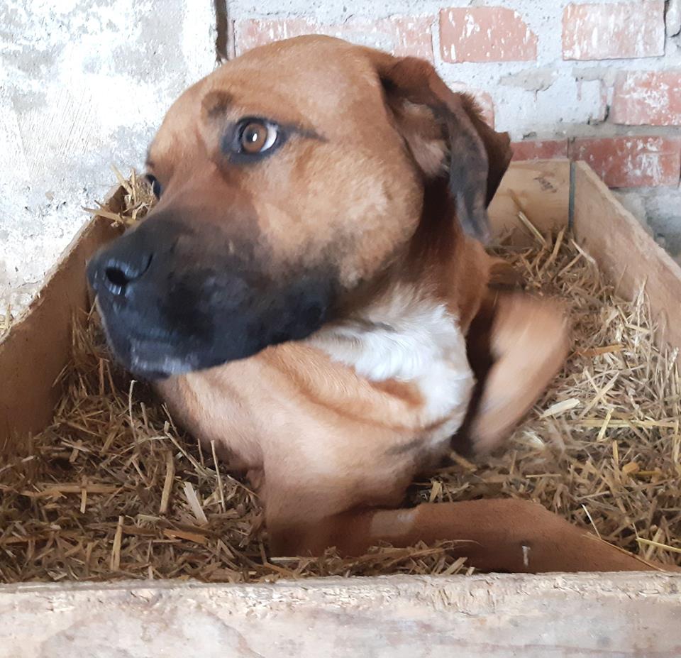 HONEY **** ADOPTED ***
