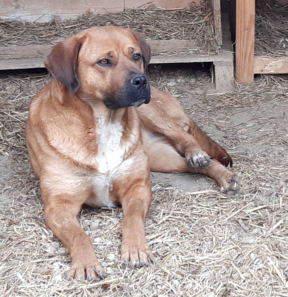 HONEY **** ADOPTED ***