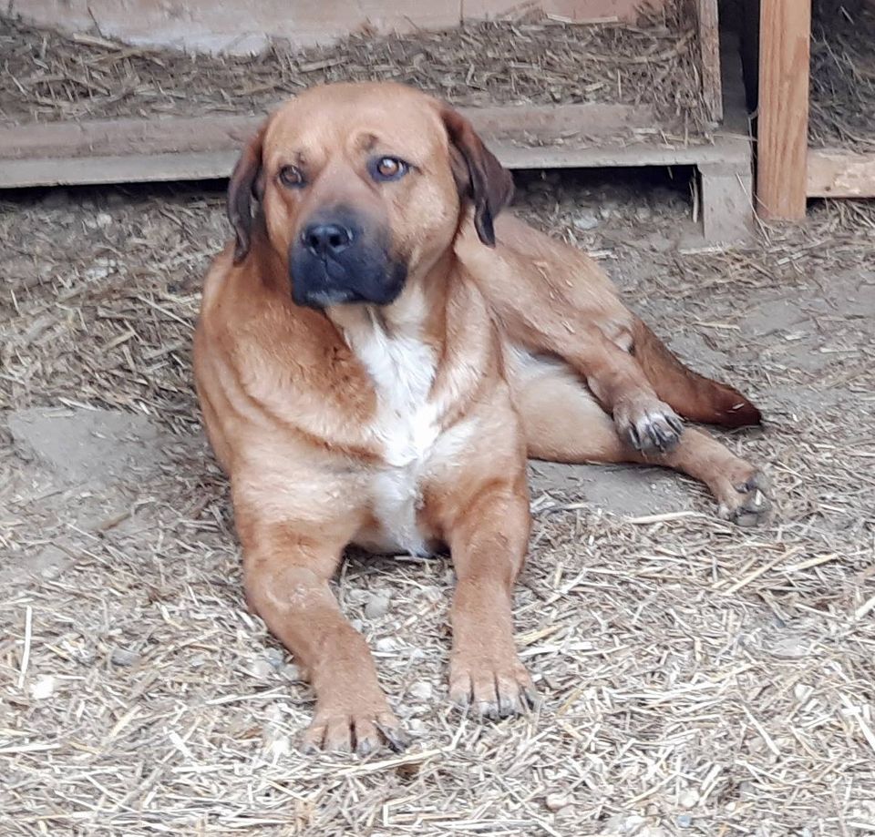 HONEY **** ADOPTED ***