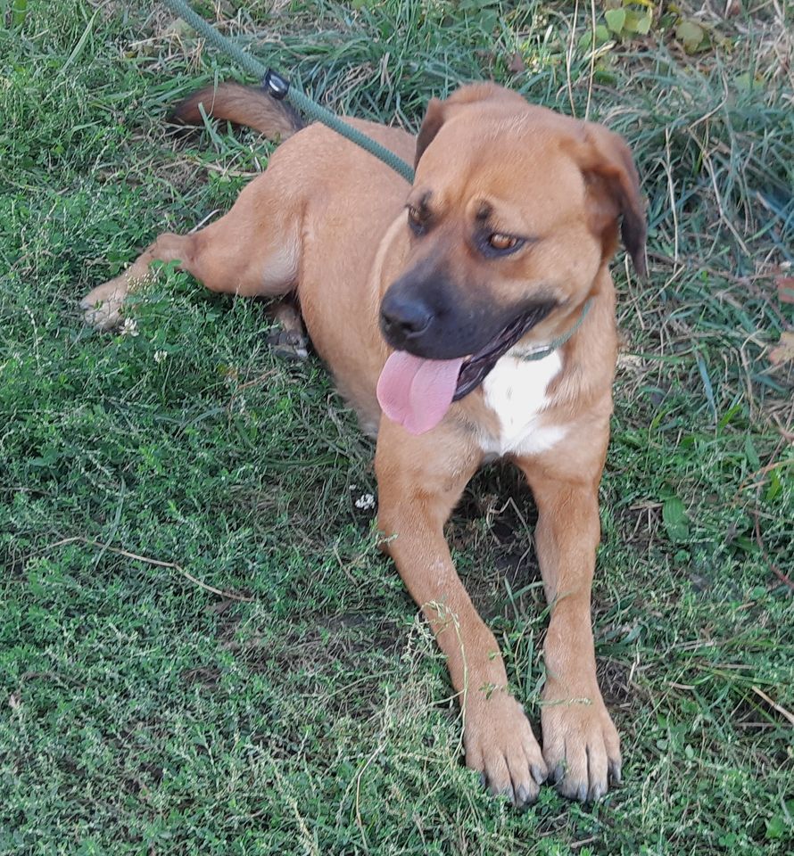 HONEY **** ADOPTED ***