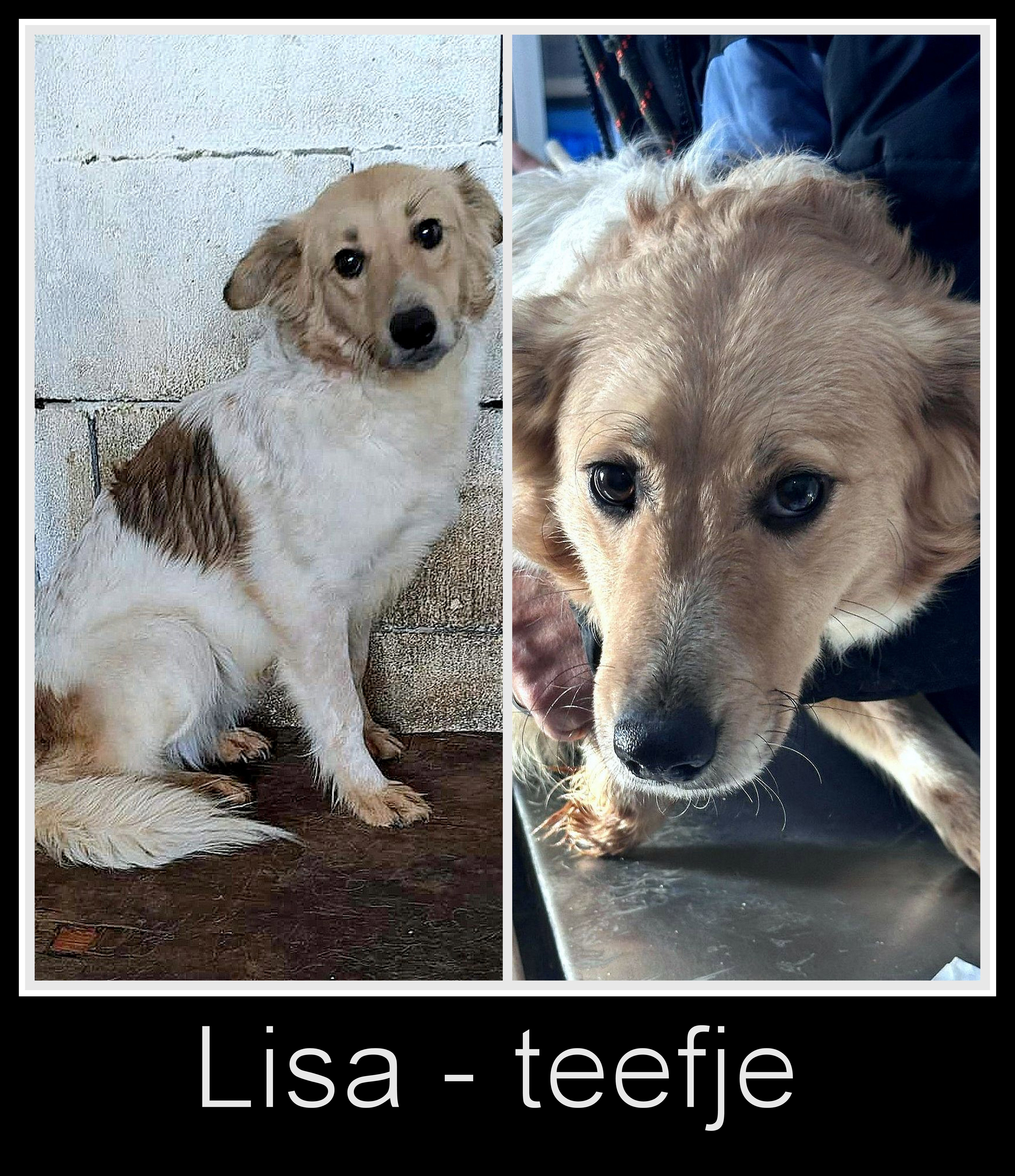 LISA *** ADOPTED ***