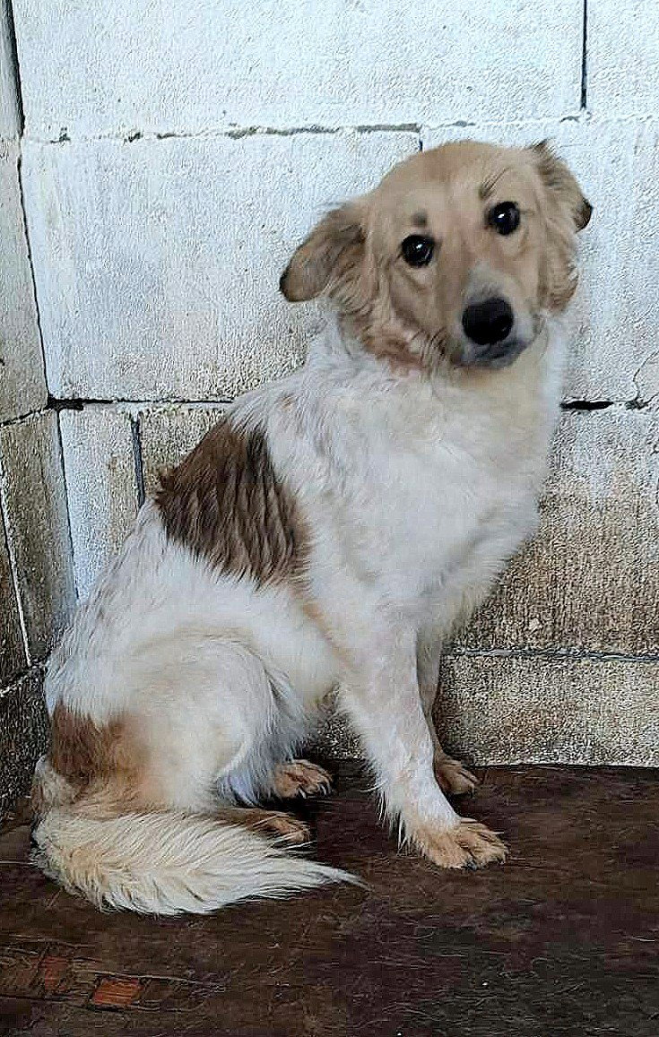 LISA *** ADOPTED ***