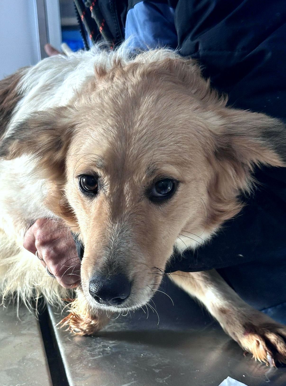 LISA *** ADOPTED ***
