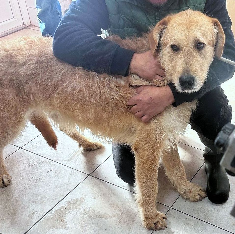 BALOU *** ADOPTED IN UK ***