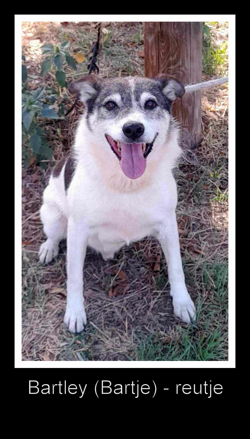 BARTLEY (BARTJE) *** ADOPTED ***