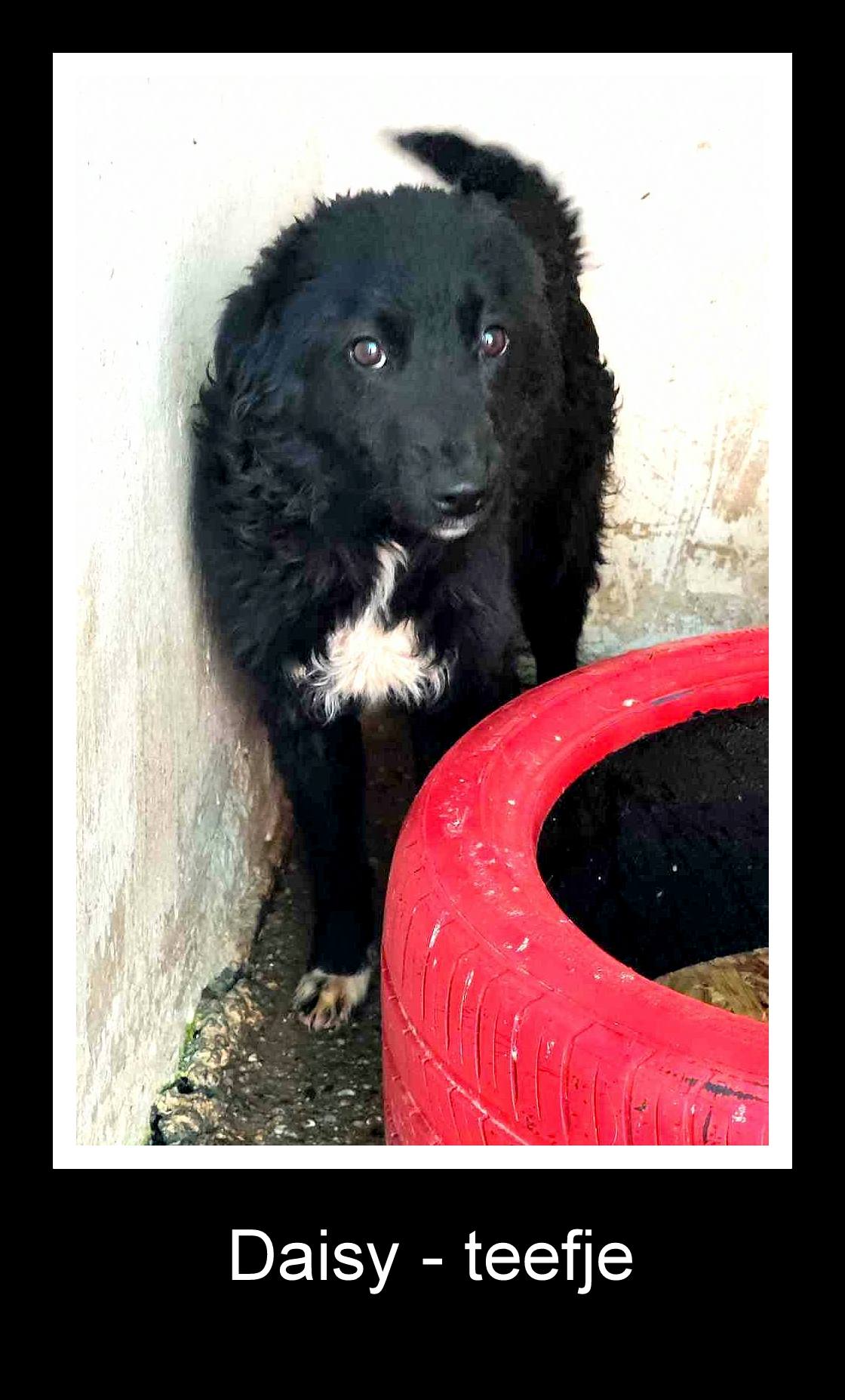 *** ADOPTED UK *** DAISY