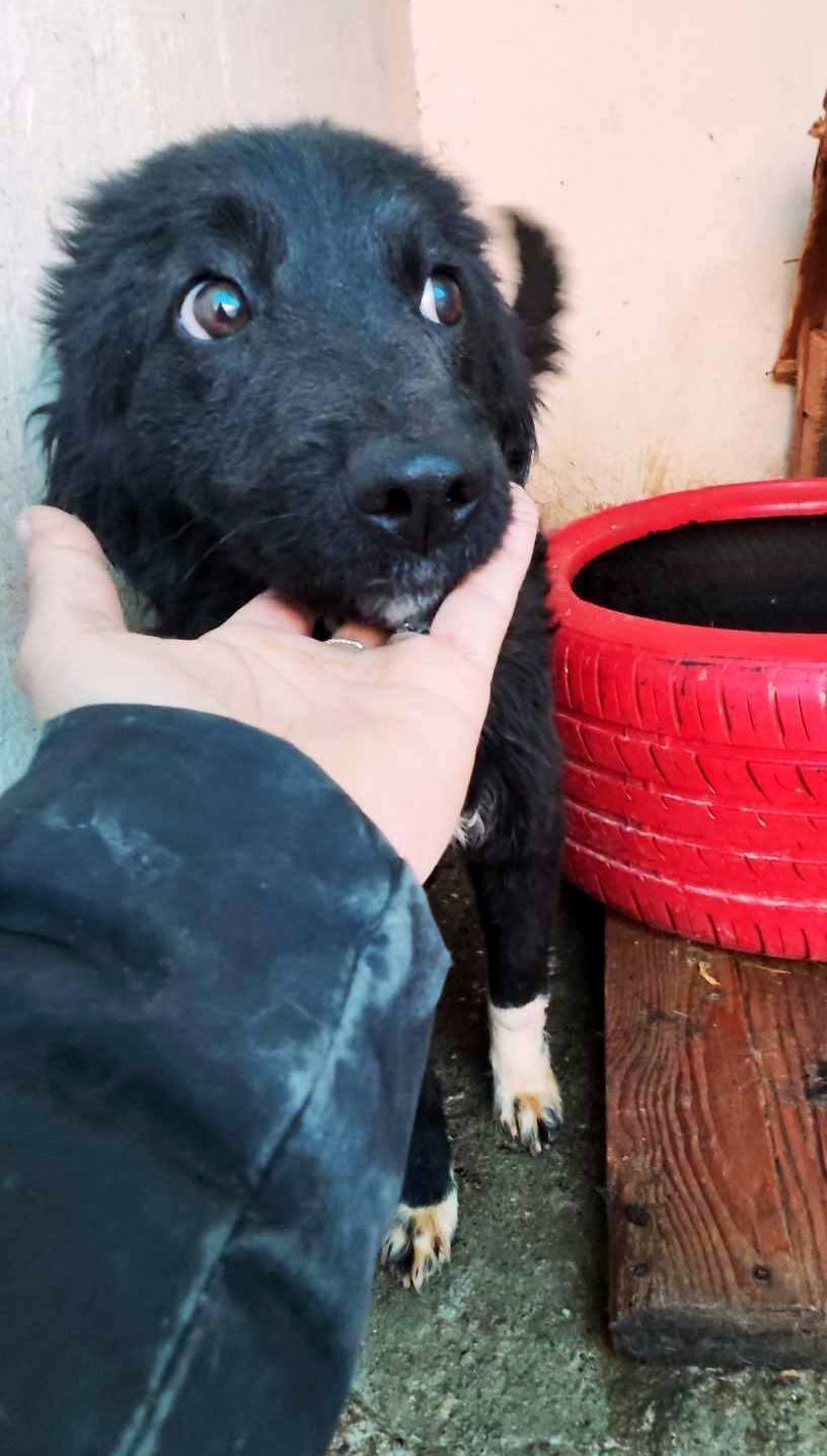 *** ADOPTED UK *** DAISY