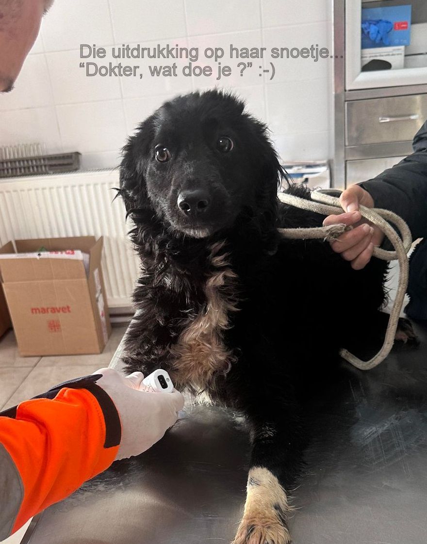 *** ADOPTED UK *** DAISY