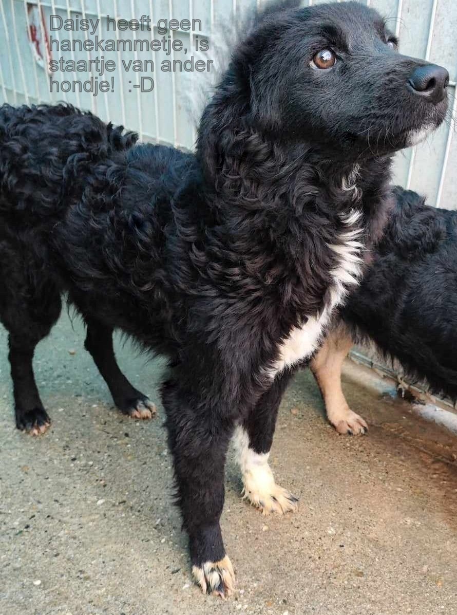*** ADOPTED UK *** DAISY