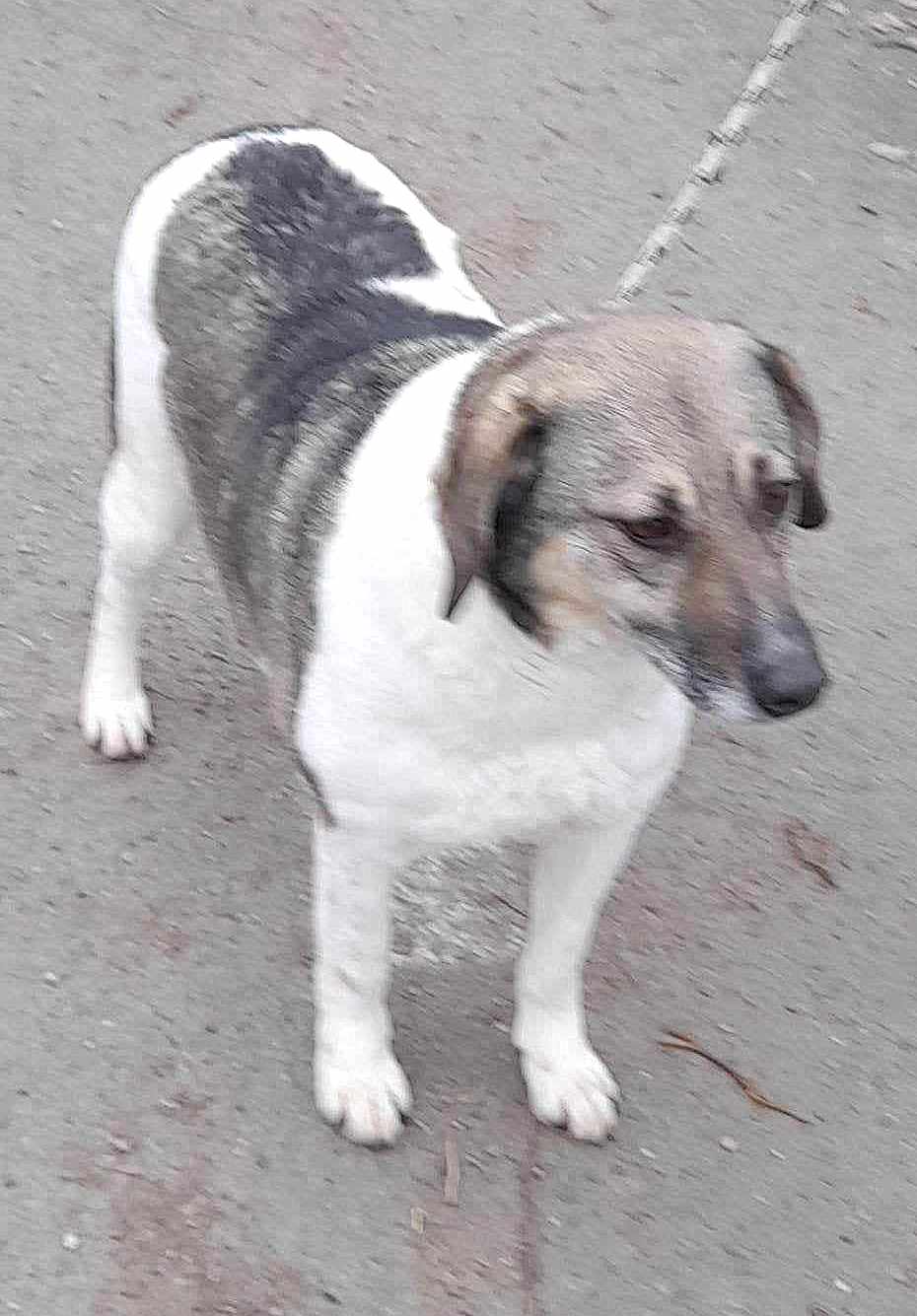 BRIANNA *** ADOPTED ***