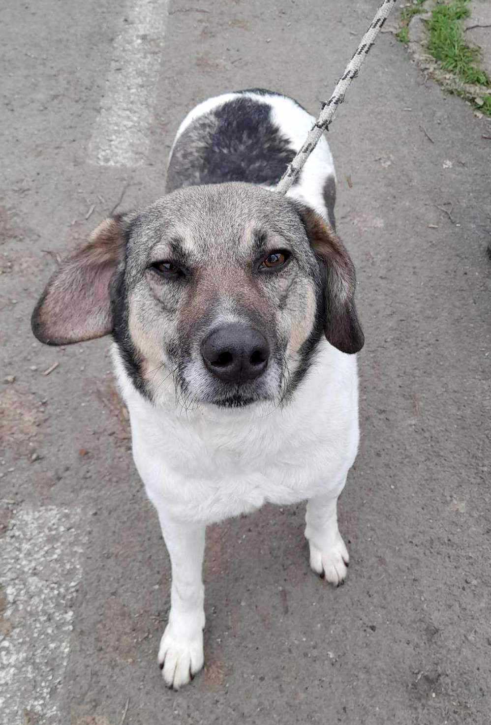 BRIANNA *** ADOPTED ***