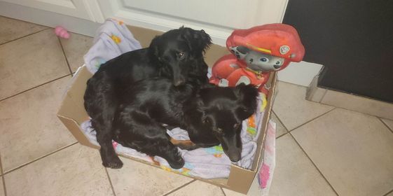 Molly & Cooper *** A L L E B E I   G E A D O P T E E R D ***
