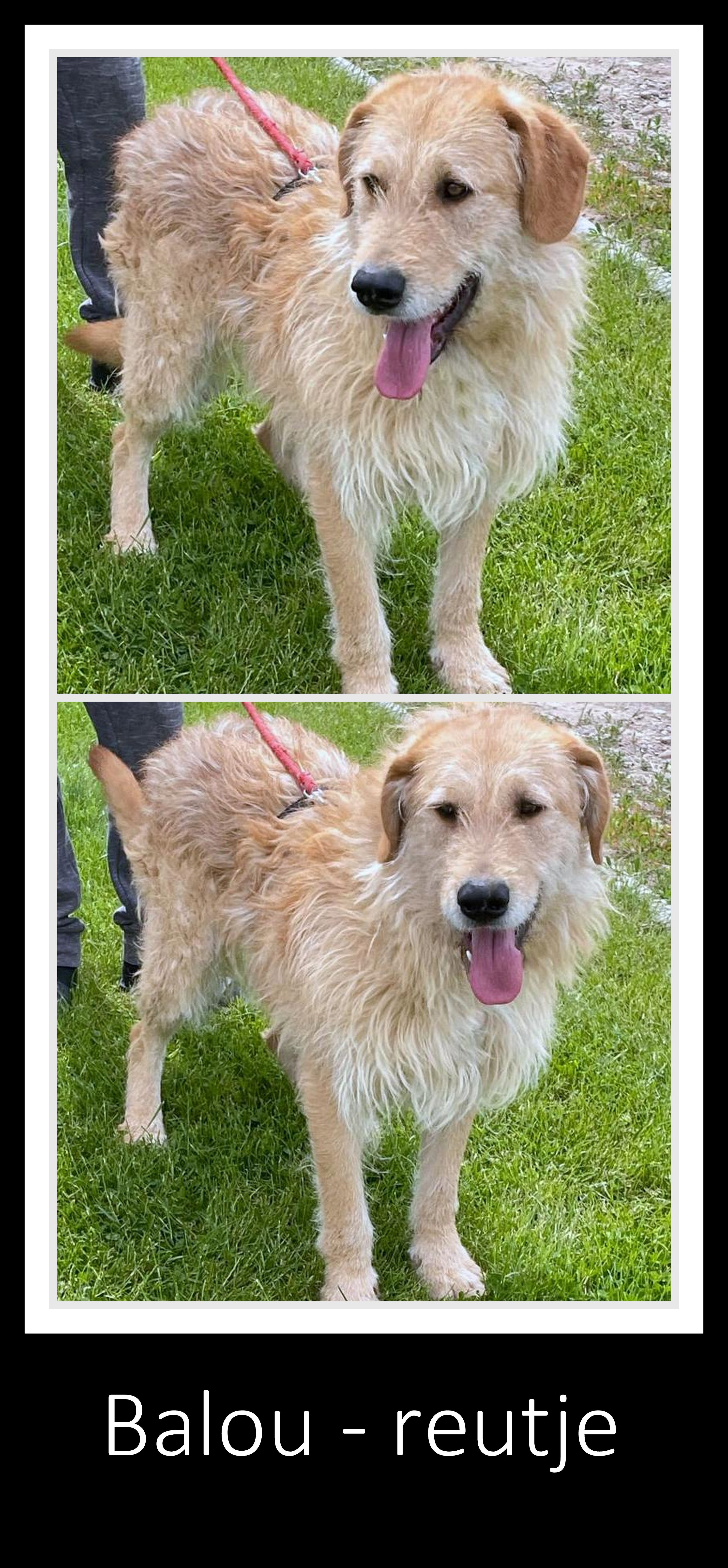 BALOU *** ADOPTED IN UK ***