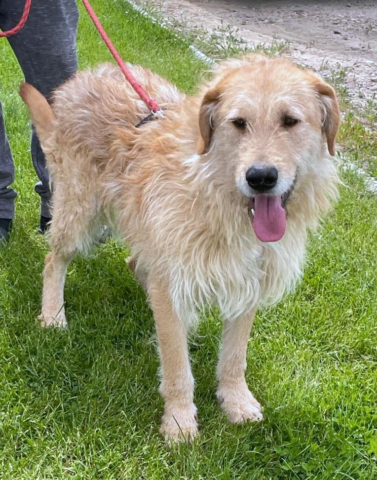 BALOU *** ADOPTED IN UK ***