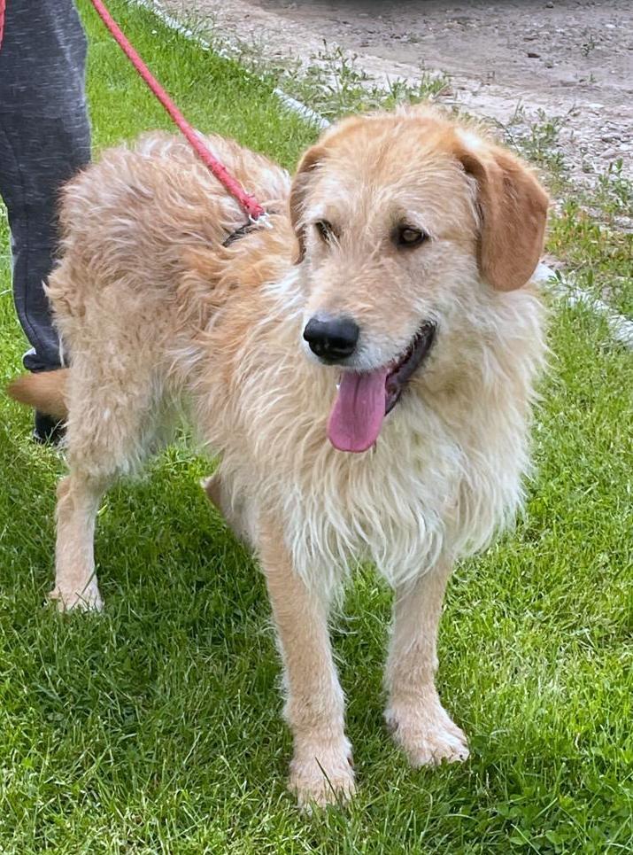 BALOU *** ADOPTED IN UK ***