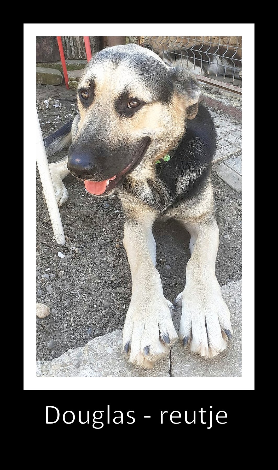 DOUGLAS (ALIAS "DOOGIE") *** ADOPTED ***