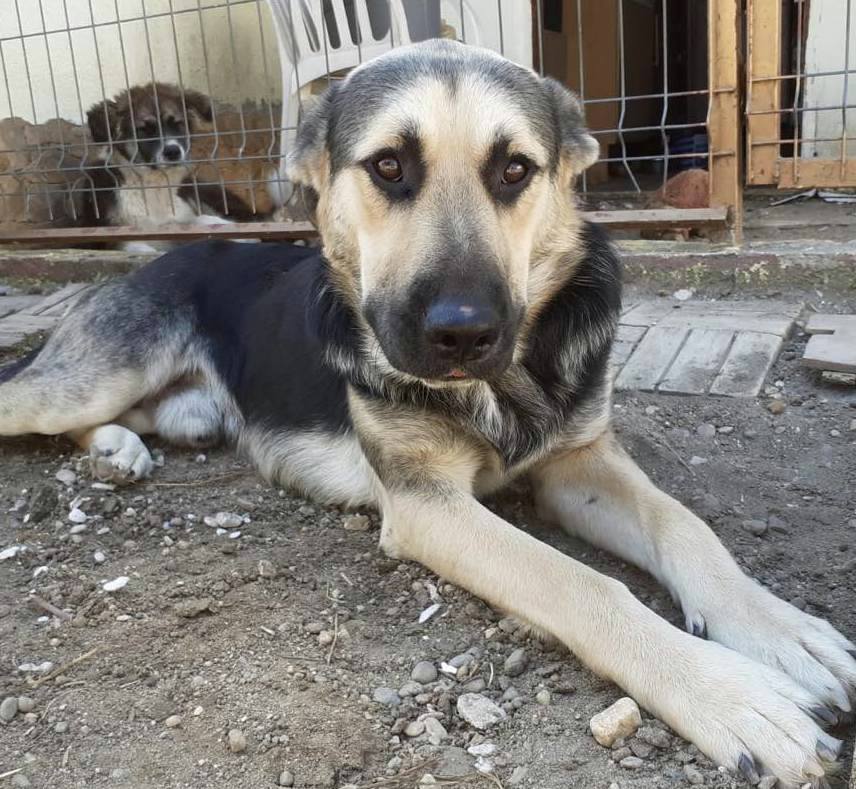DOUGLAS (ALIAS "DOOGIE") *** ADOPTED ***
