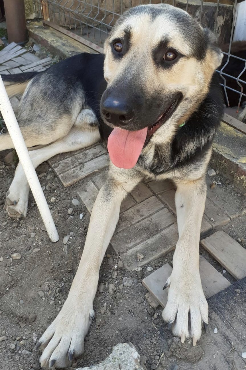 DOUGLAS (ALIAS "DOOGIE") *** ADOPTED ***