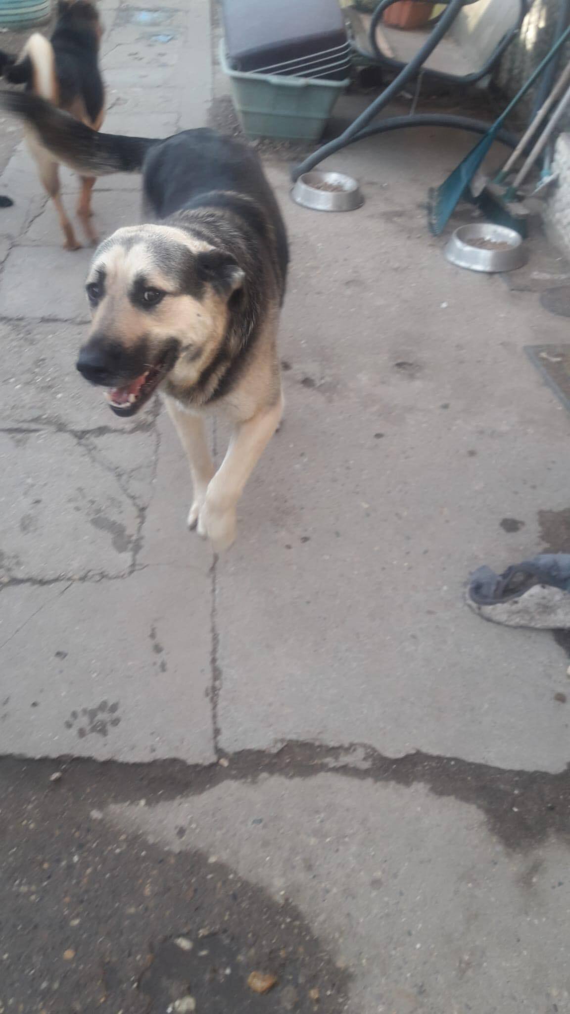 DOUGLAS (ALIAS "DOOGIE") *** ADOPTED ***