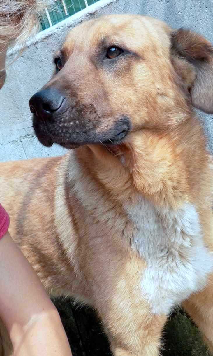 MILO **** ADOPTED ****