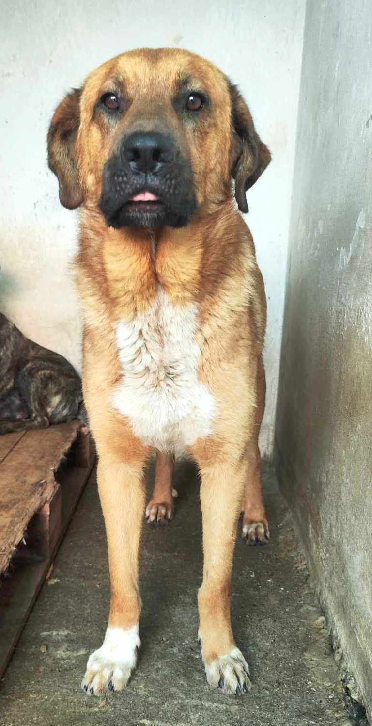 MILO **** ADOPTED ****