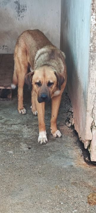 MILO **** ADOPTED ****