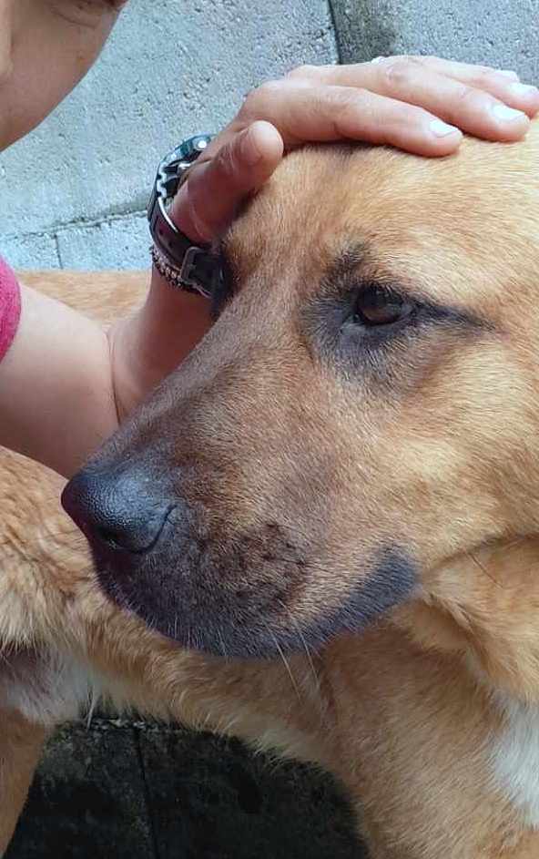 MILO **** ADOPTED ****
