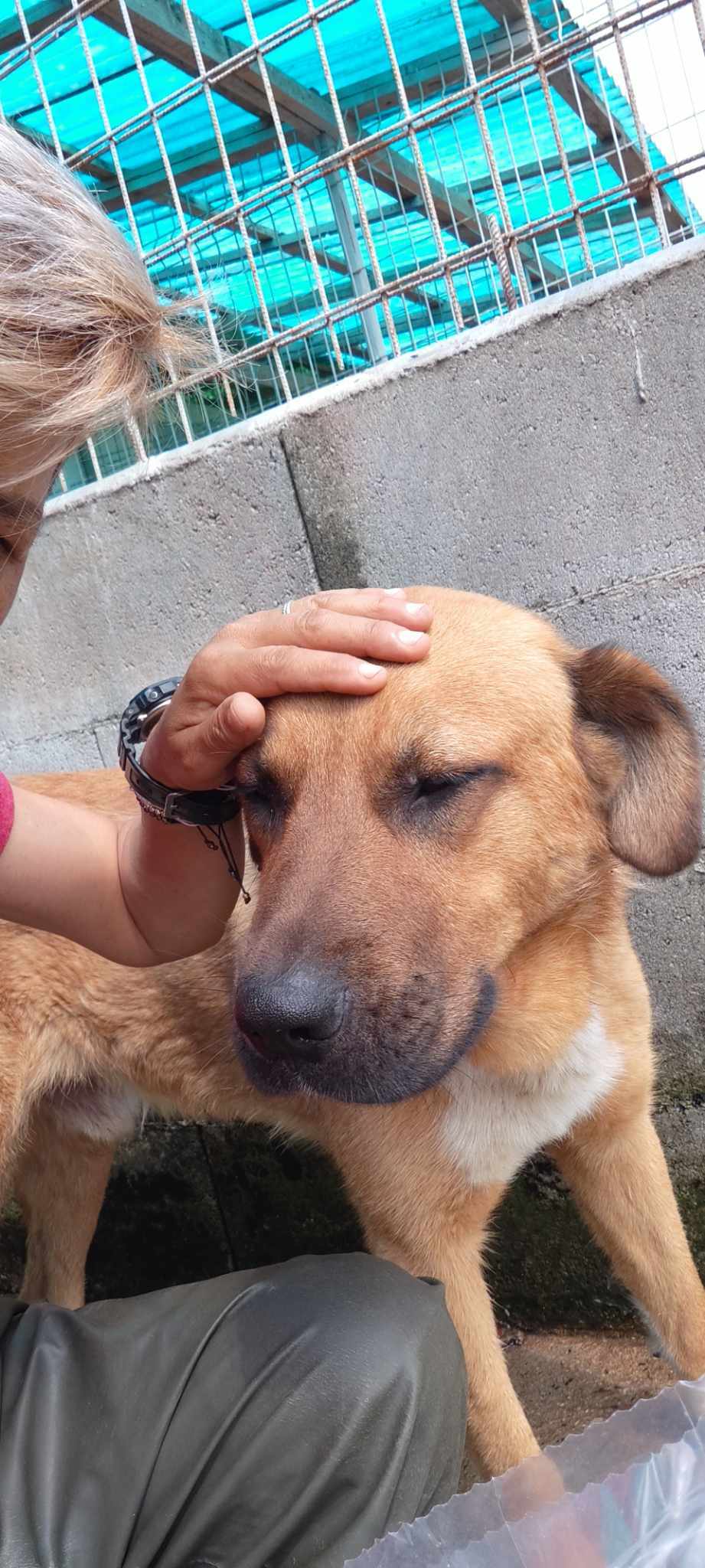 MILO **** ADOPTED ****