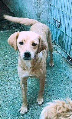 MARIEKE *** ADOPTED IN UK ***
