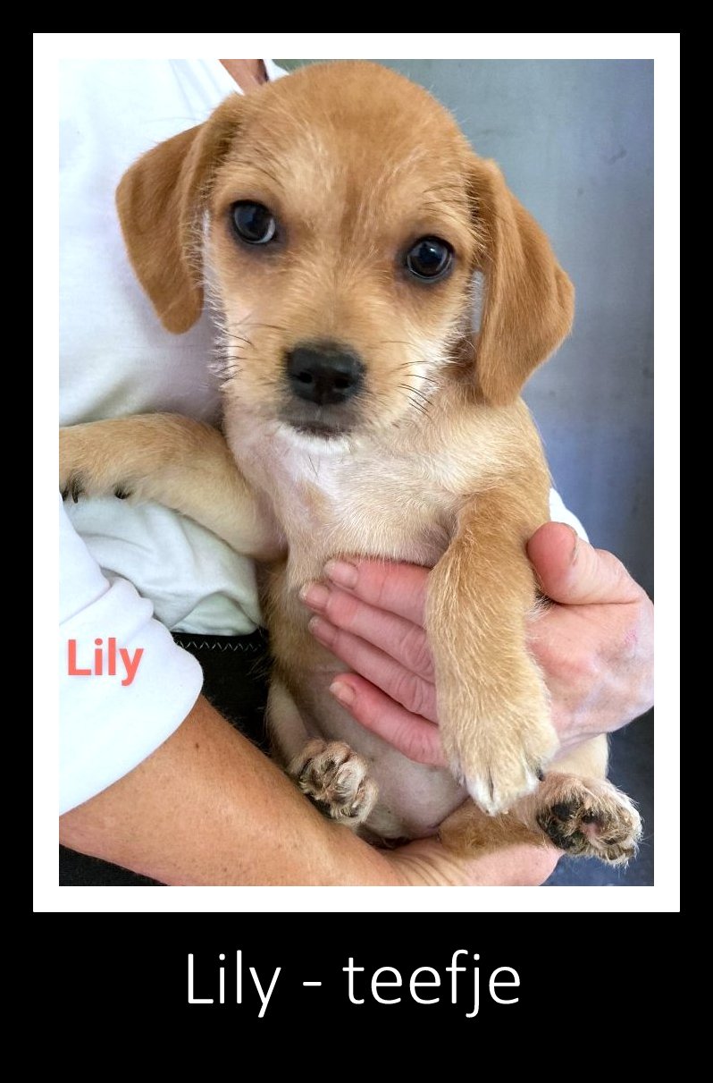LILY *** ADOPTED ***