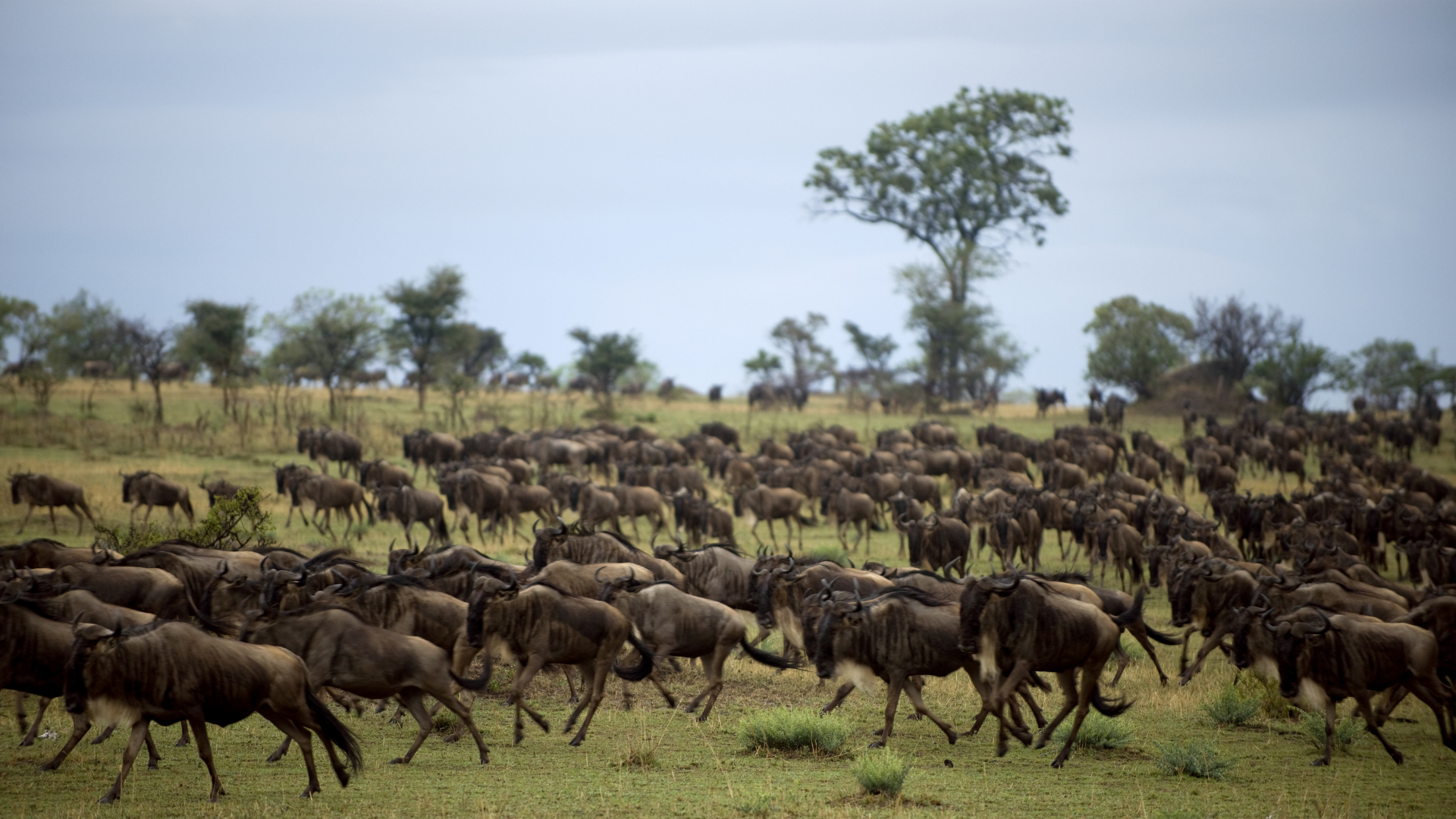 Embark on an unforgettable safari adventure in the vast plains of the Serengeti National Park. Witness the awe-inspiring annual migration of wildebeest and zebras, spot majestic lions roaming freely, and observe the vibrant ecosystem teeming with wildlife. Let the serenity and raw beauty of the African savannah mesmerize you.