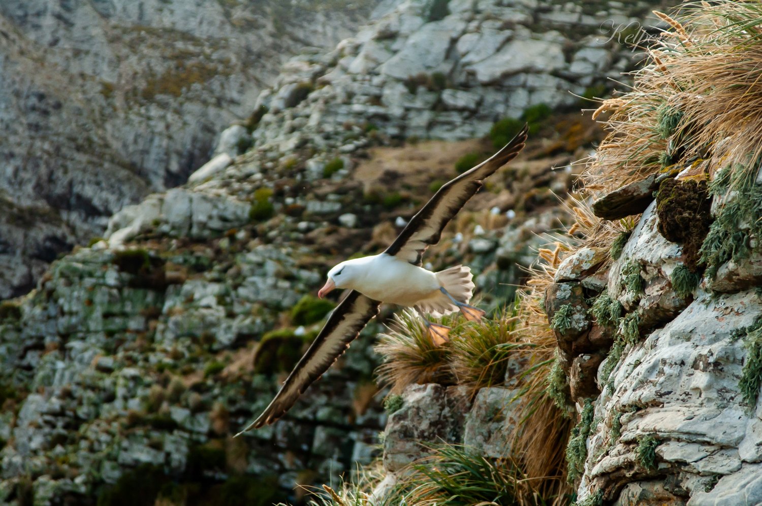 Albatross pegin point