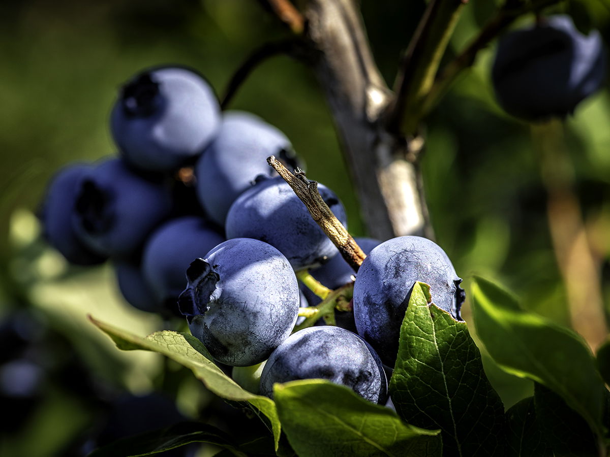 Local producers (Estrie)
