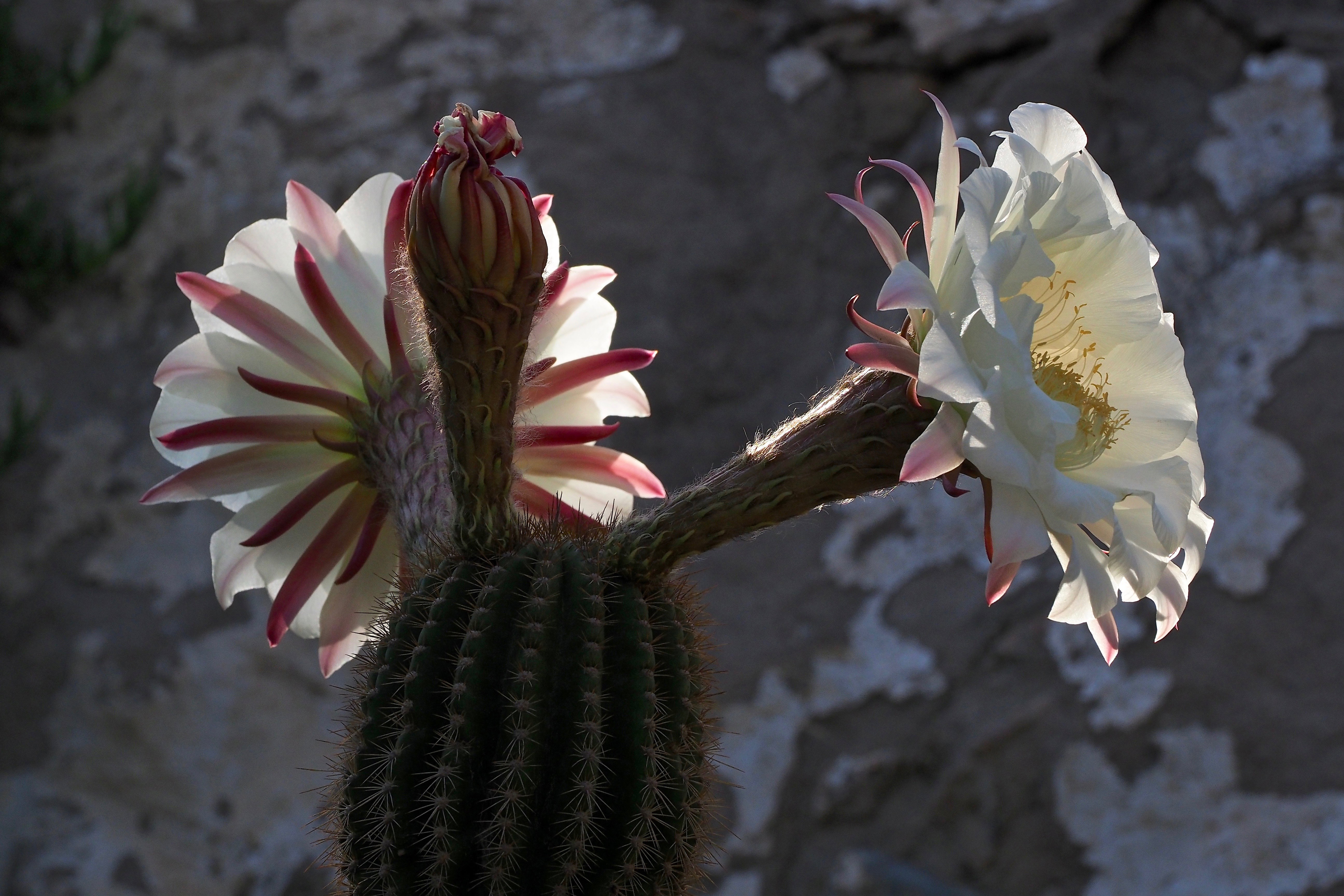 nature |  Almut Adler