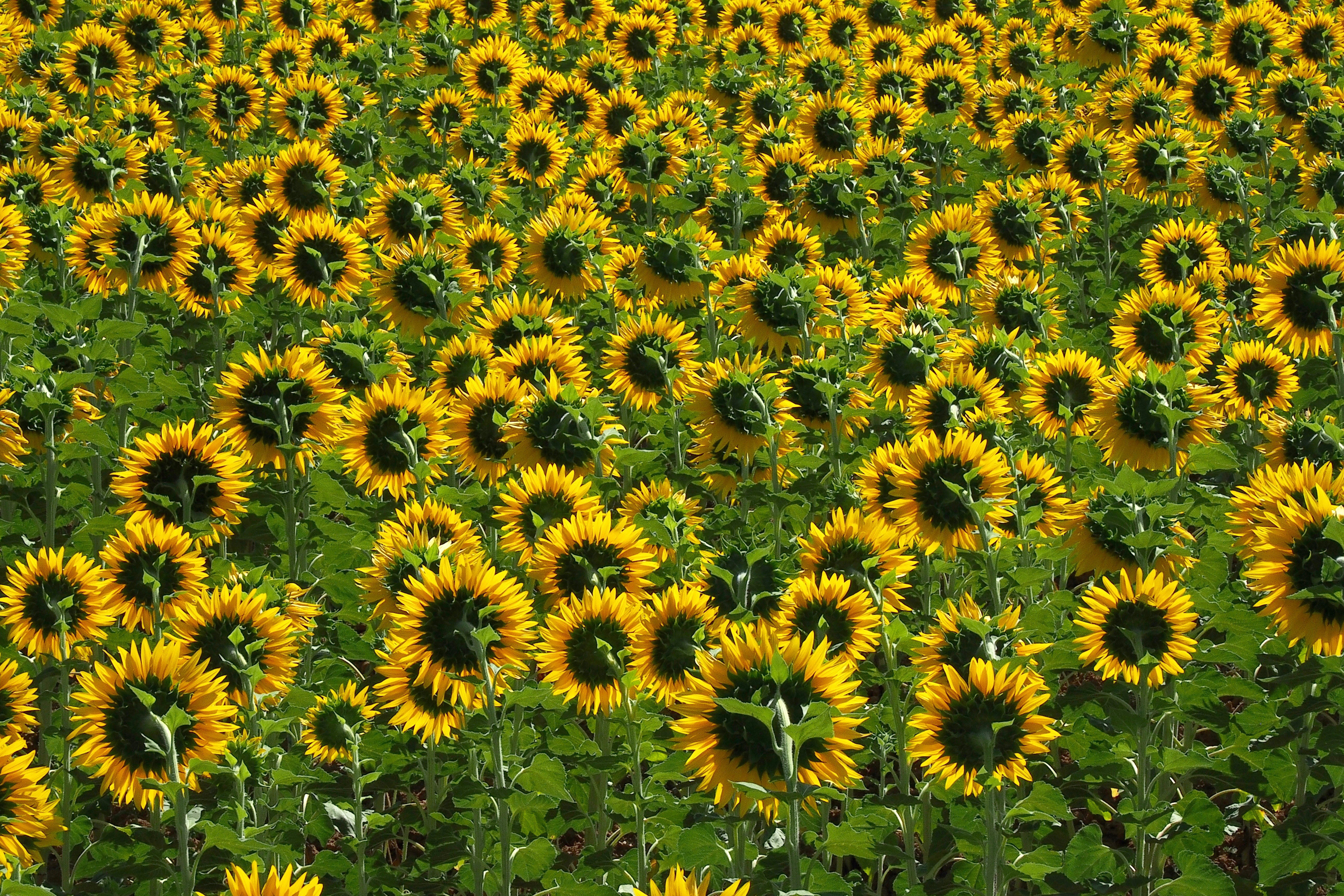 nature |  Almut Adler