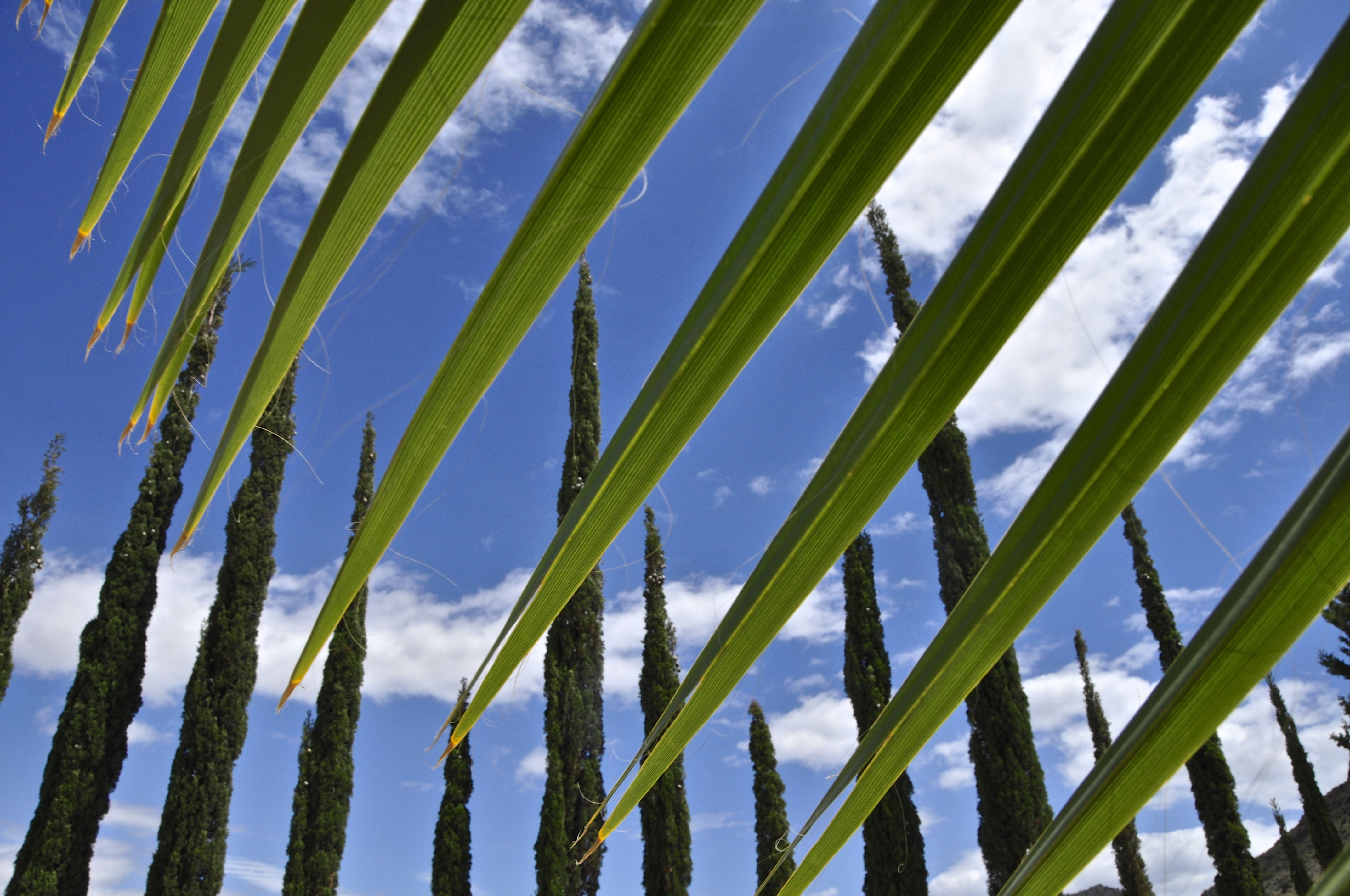 nature |  Almut Adler